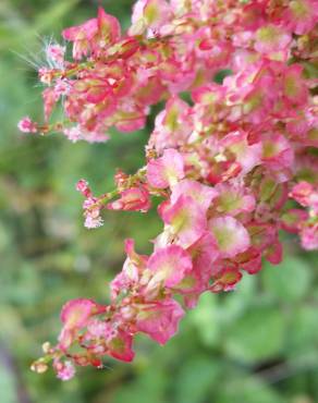 Fotografia 1 da espécie Rumex thyrsoides no Jardim Botânico UTAD