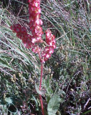 Fotografia 3 da espécie Rumex thyrsoides no Jardim Botânico UTAD