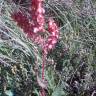 Fotografia 3 da espécie Rumex thyrsoides do Jardim Botânico UTAD