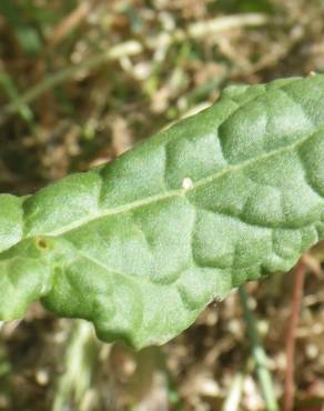 Fotografia 4 da espécie Rumex thyrsoides no Jardim Botânico UTAD