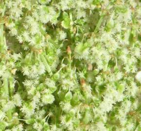 Fotografia da espécie Rumex thyrsoides