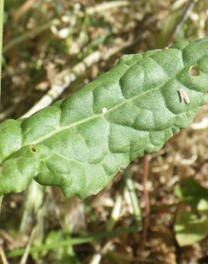 Fotografia 6 da espécie Rumex thyrsoides no Jardim Botânico UTAD