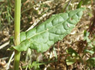 Fotografia da espécie Rumex thyrsoides