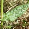 Fotografia 6 da espécie Rumex thyrsoides do Jardim Botânico UTAD