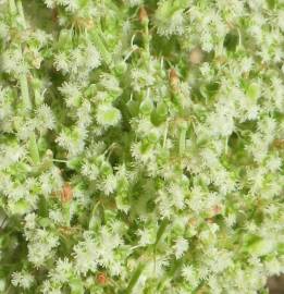 Fotografia da espécie Rumex thyrsoides