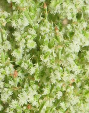 Fotografia 7 da espécie Rumex thyrsoides no Jardim Botânico UTAD