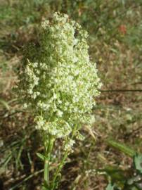 Fotografia da espécie Rumex thyrsoides