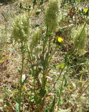 Fotografia 9 da espécie Rumex thyrsoides no Jardim Botânico UTAD