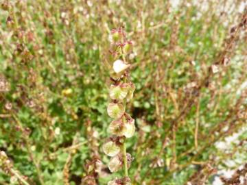 Fotografia da espécie Rumex roseus