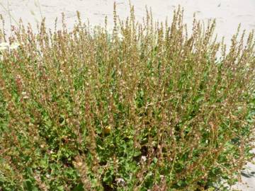 Fotografia da espécie Rumex roseus