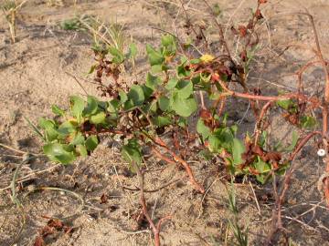 Fotografia da espécie Rumex roseus