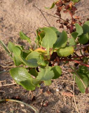 Fotografia 6 da espécie Rumex roseus no Jardim Botânico UTAD