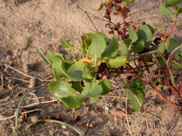 Fotografia da espécie Rumex roseus