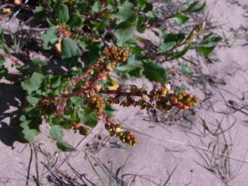 Fotografia da espécie Rumex roseus