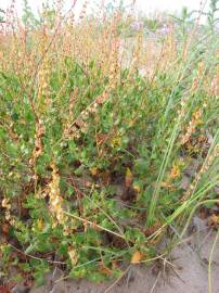 Fotografia da espécie Rumex roseus