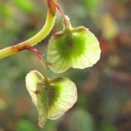 Fotografia da espécie Rumex roseus