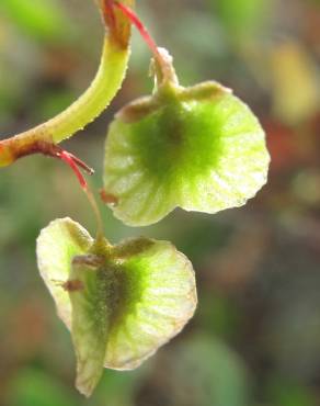 Fotografia 9 da espécie Rumex roseus no Jardim Botânico UTAD