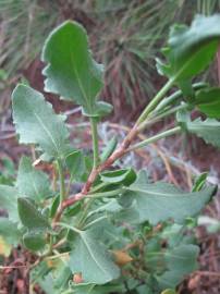 Fotografia da espécie Rumex roseus