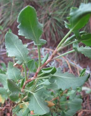 Fotografia 10 da espécie Rumex roseus no Jardim Botânico UTAD