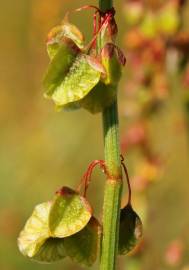 Fotografia da espécie Rumex roseus