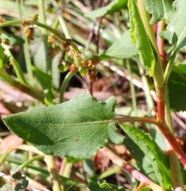 Fotografia da espécie Rumex roseus