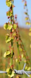 Fotografia da espécie Rumex roseus