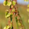 Fotografia 12 da espécie Rumex roseus do Jardim Botânico UTAD