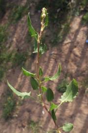 Fotografia da espécie Rumex roseus