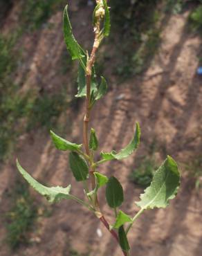 Fotografia 13 da espécie Rumex roseus no Jardim Botânico UTAD