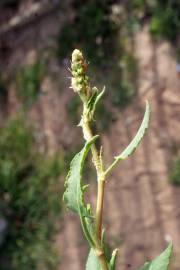 Fotografia da espécie Rumex roseus