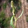 Fotografia 14 da espécie Rumex roseus do Jardim Botânico UTAD