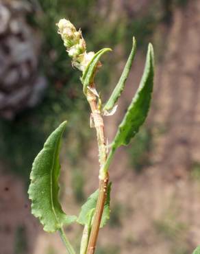 Fotografia 15 da espécie Rumex roseus no Jardim Botânico UTAD