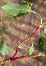 Fotografia da espécie Rumex roseus