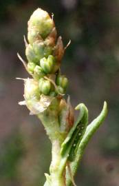 Fotografia da espécie Rumex roseus