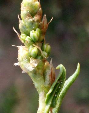 Fotografia 17 da espécie Rumex roseus no Jardim Botânico UTAD