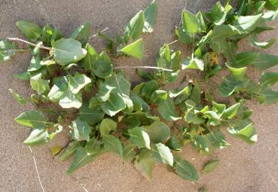 Fotografia da espécie Rumex roseus