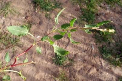 Fotografia da espécie Rumex roseus