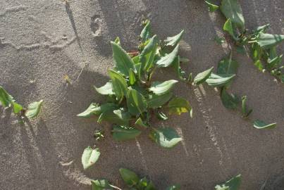 Fotografia da espécie Rumex roseus