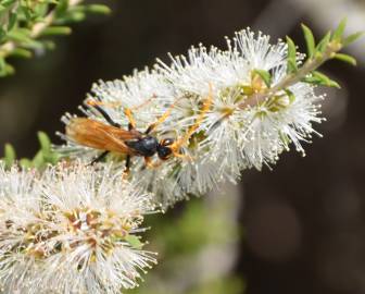 Fotografia da espécie Melaleuca armillaris