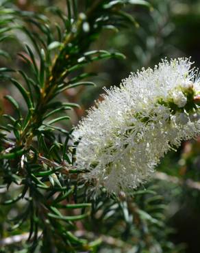 Fotografia 12 da espécie Melaleuca armillaris no Jardim Botânico UTAD