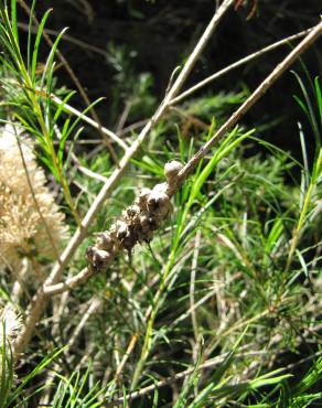 Fotografia 15 da espécie Melaleuca armillaris no Jardim Botânico UTAD