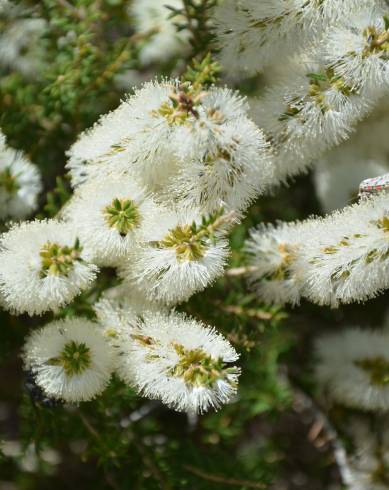 Fotografia de capa Melaleuca armillaris - do Jardim Botânico