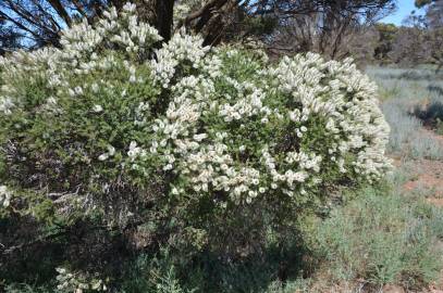 Fotografia da espécie Melaleuca armillaris