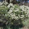 Fotografia 16 da espécie Melaleuca armillaris do Jardim Botânico UTAD