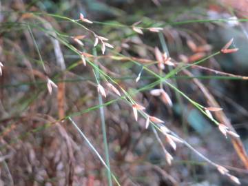 Fotografia da espécie Melica uniflora