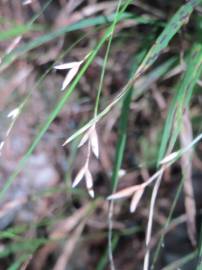 Fotografia da espécie Melica uniflora