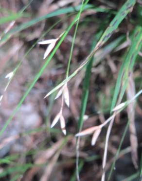 Fotografia 10 da espécie Melica uniflora no Jardim Botânico UTAD