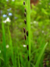 Fotografia da espécie Melica uniflora