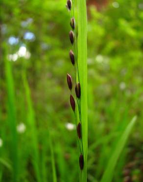 Fotografia 11 da espécie Melica uniflora no Jardim Botânico UTAD