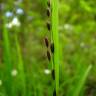 Fotografia 11 da espécie Melica uniflora do Jardim Botânico UTAD